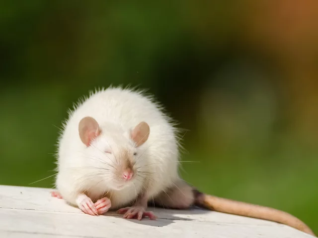природа, фон, мышка