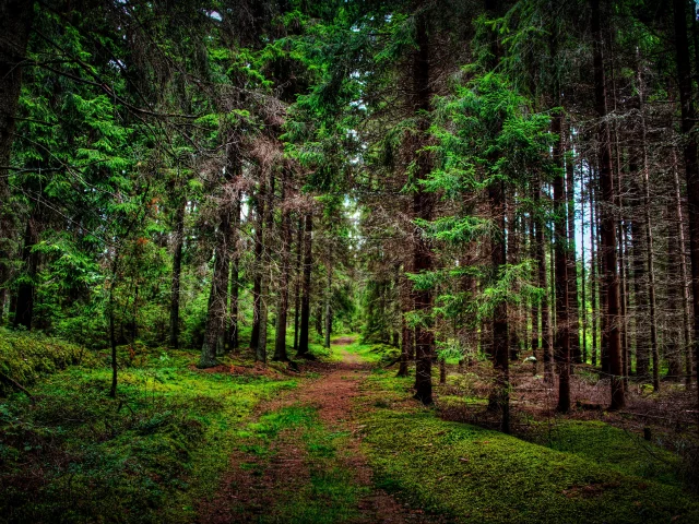 лес, дорога, forest, dense, road, dark, trees, sunrise, grass, green, fence, leaves, mist, moss, trees, forest, fallen, park, green, nature, landscapes, trees, forest, trail, woods, leaves, sunrise, see, day, summer, wide