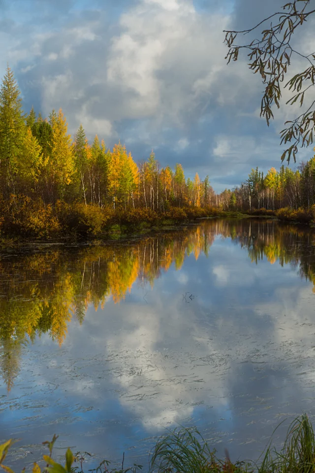 отражение, трава, деревья, кусты, озеро, вода, облака, ветки, осень, лес