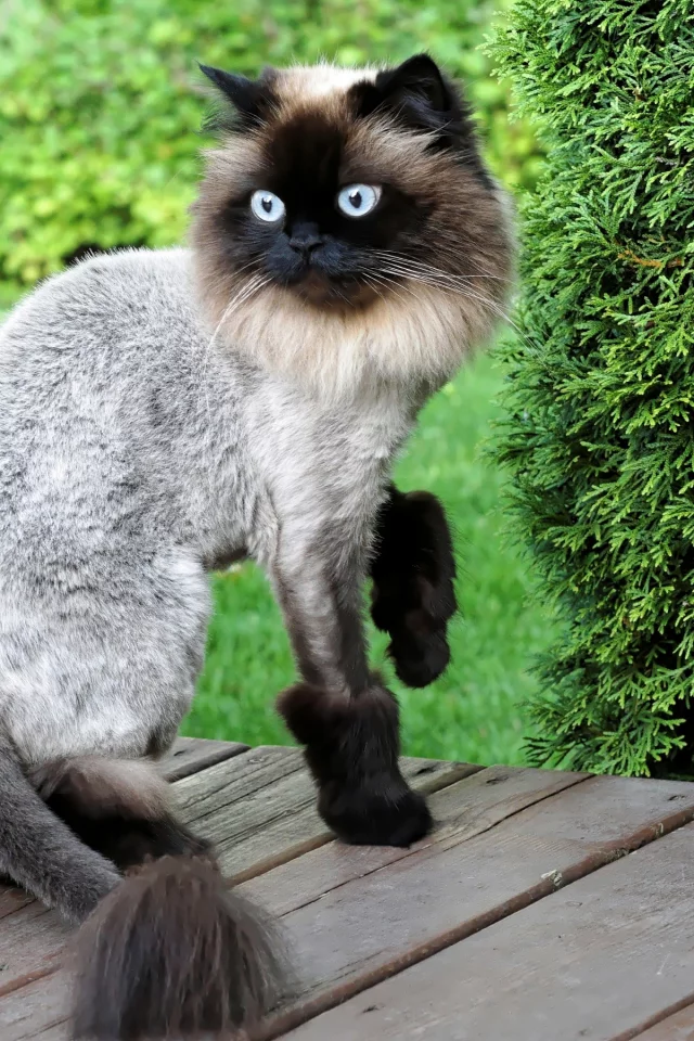 кот, стрижка, стиль