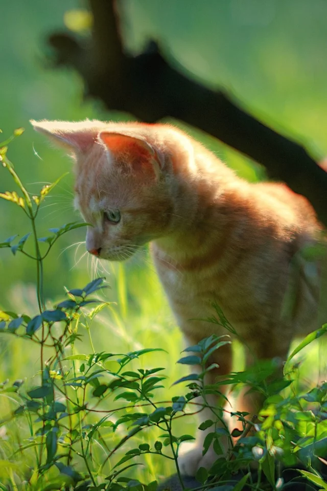 кот, кошка