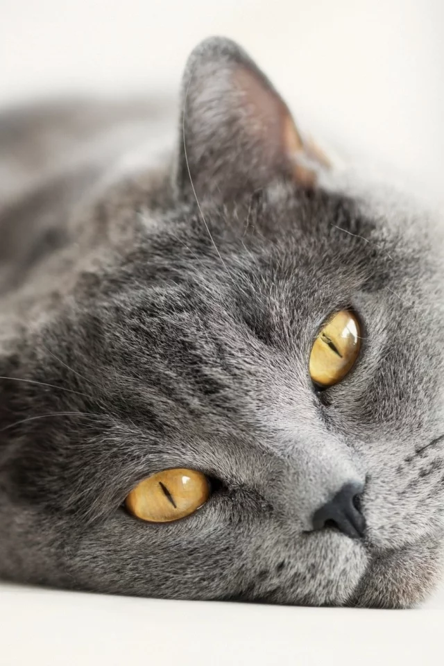 кот, кошка
