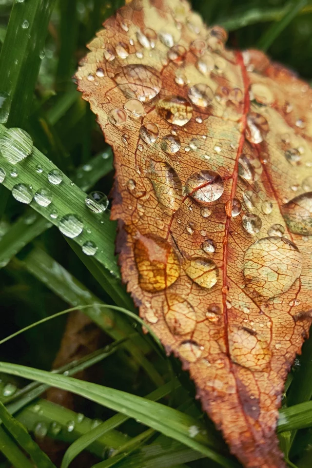 капли, осень, трава, rain, настроение, grass, листья, drop, autumn, дождь, fall, leaves, лист, макро