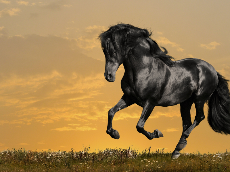 конь, жеребец, лошадь, поле, луг, horse, stallion, horse, field, meadow, sun, summer, see, front, black, sunset, flowers, field, sun, summer, see, nice, wide