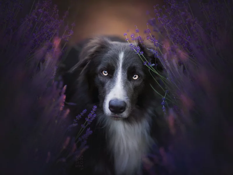 природа, взгляд, собака