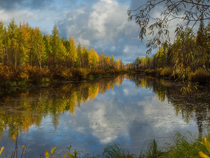 отражение, трава, деревья, кусты, озеро, вода, облака, ветки, осень, лес