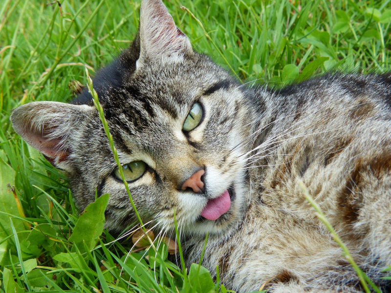 кот, язык, трава, крупный план, зелень, мордочка