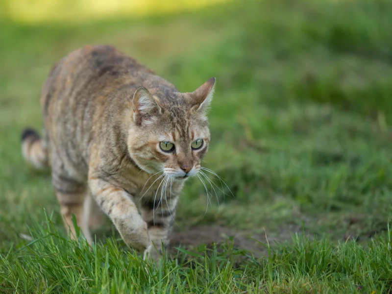 лужайка, взгляд, кошка