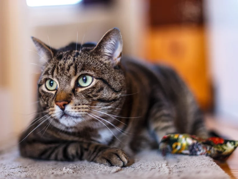 кот, кошка