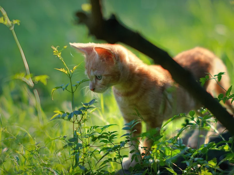 кот, кошка
