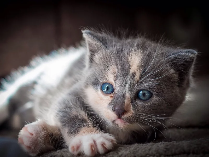 кот, кошка