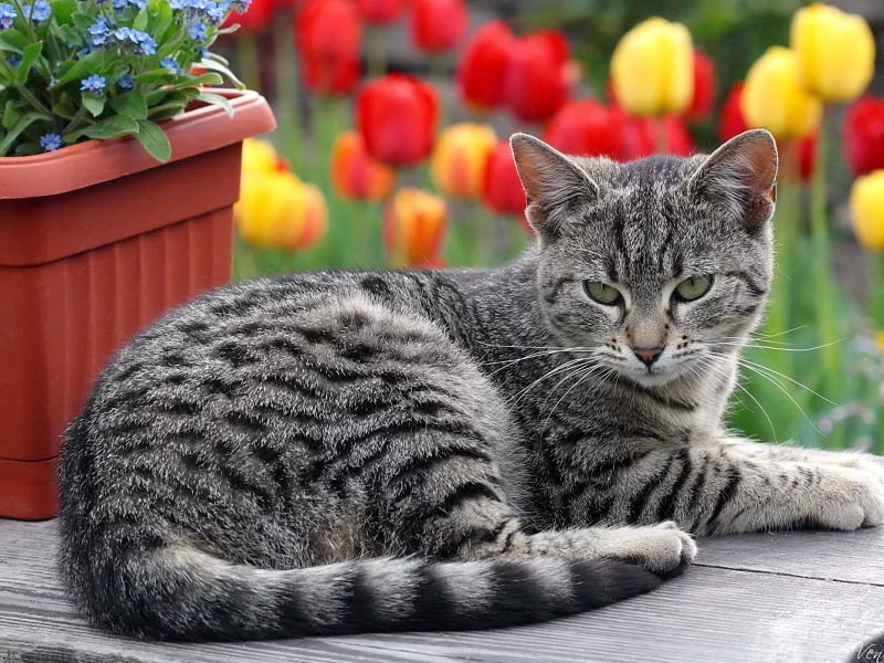 кот, киса