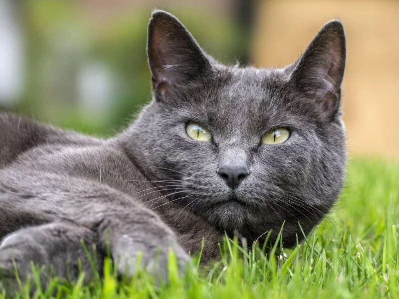 кот, киса