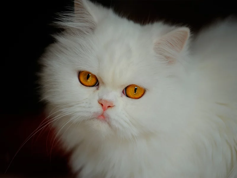 мордочка, взгляд, кошка