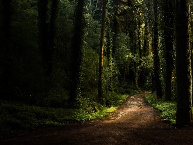 лес, дорога, forest, dense, road, trees, sunrise, grass, green, fence, leaves, mist, moss, trees, forest, fallen, park, green, nature, landscapes, trees, forest, trail, woods, leaves, fence, sunrise, see, dark, black, summer, wide