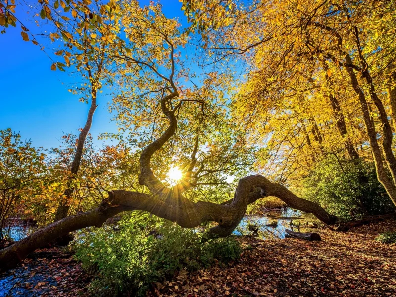 природа, красота