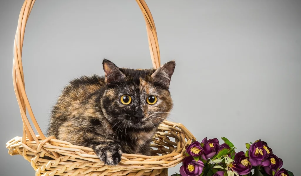 кот, киса