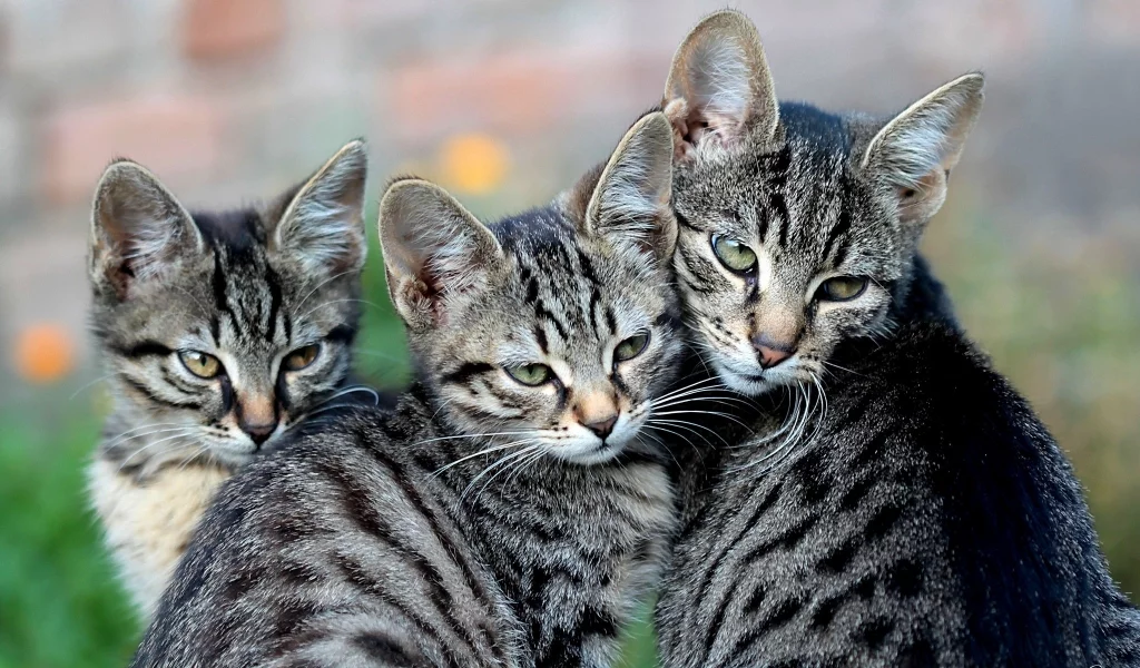 котята, много