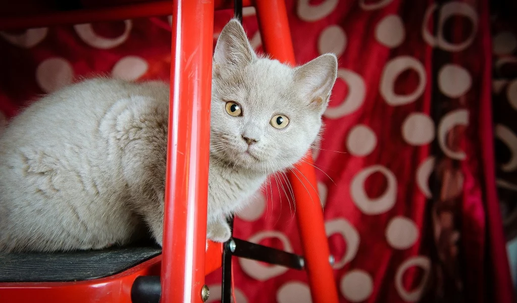 кот, киса