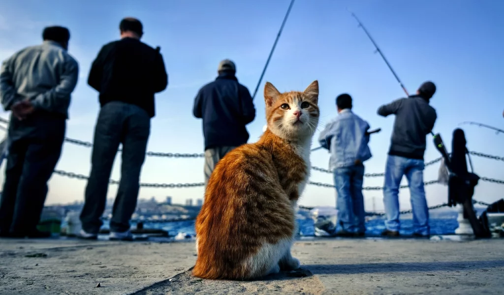 кот, киса