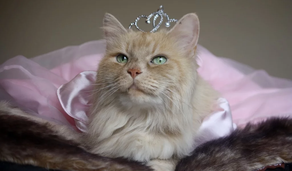 кот, киса