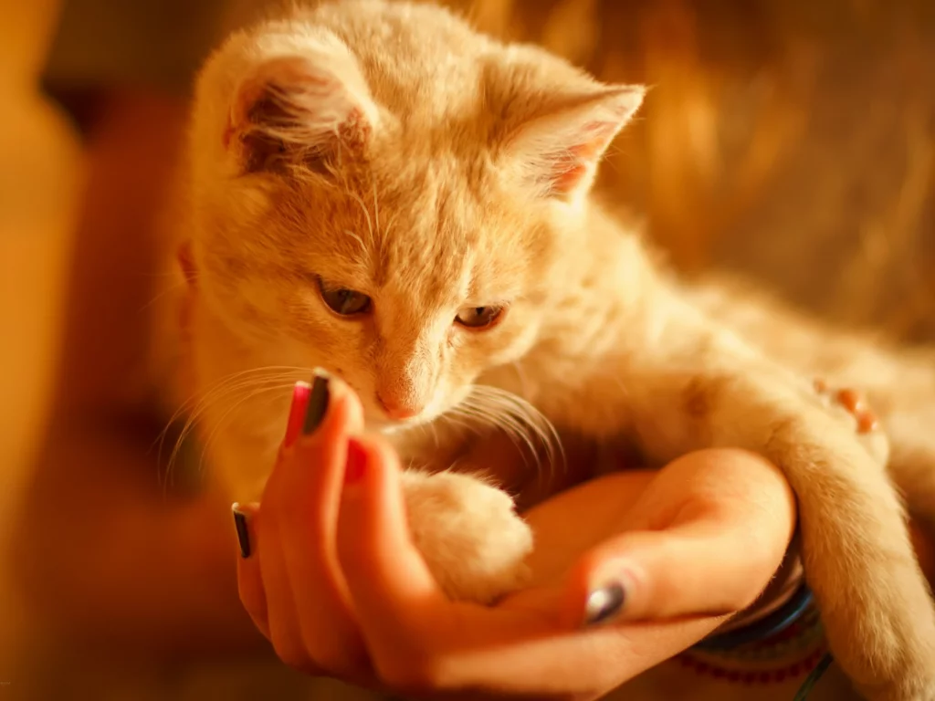котёнок, руки