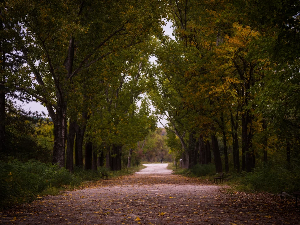лес, осень, туман, forest, autumn, fog, trees, color, leaves, daylight, environment, fall, mist, moss, green, nature, landscapes, path, evening, see, dark, nice, wide