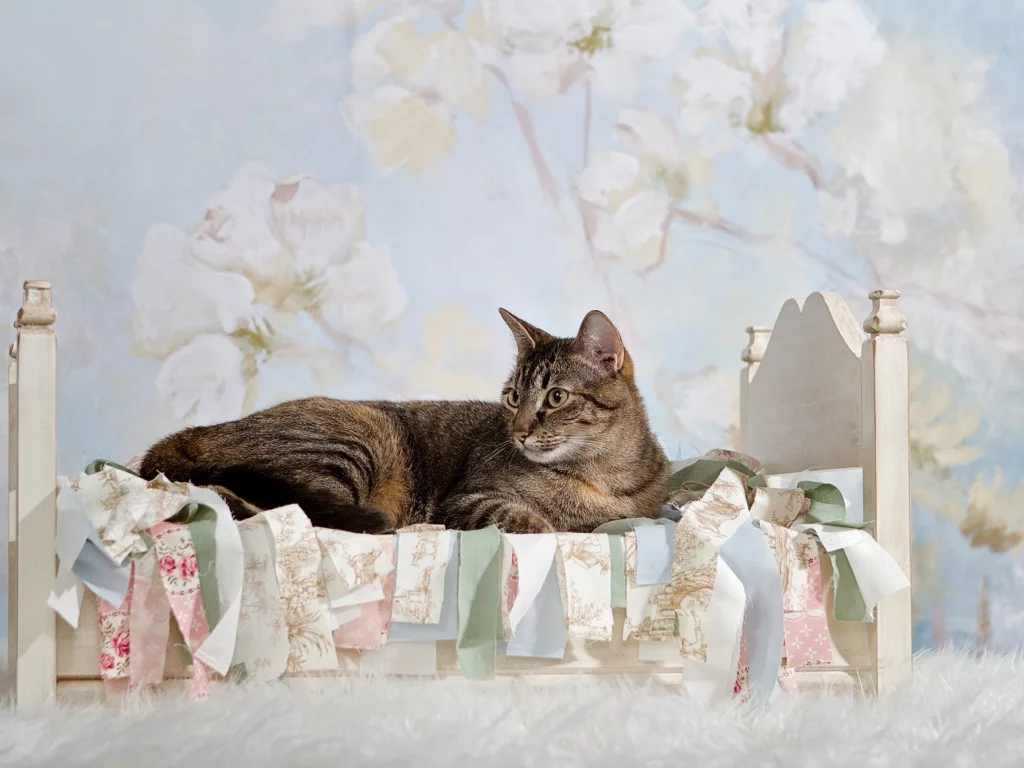 кот, киса