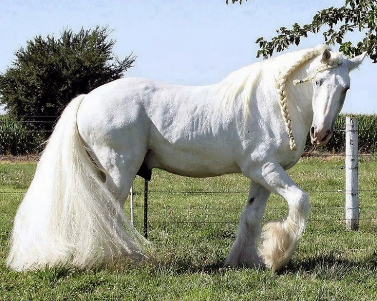 конь, белый, жеребец, лошадь, луг, horse, stallion, horse, field, white, meadow, sun, summer, see, front, white, flowers, grass, field, sun, summer, see, nice, wide