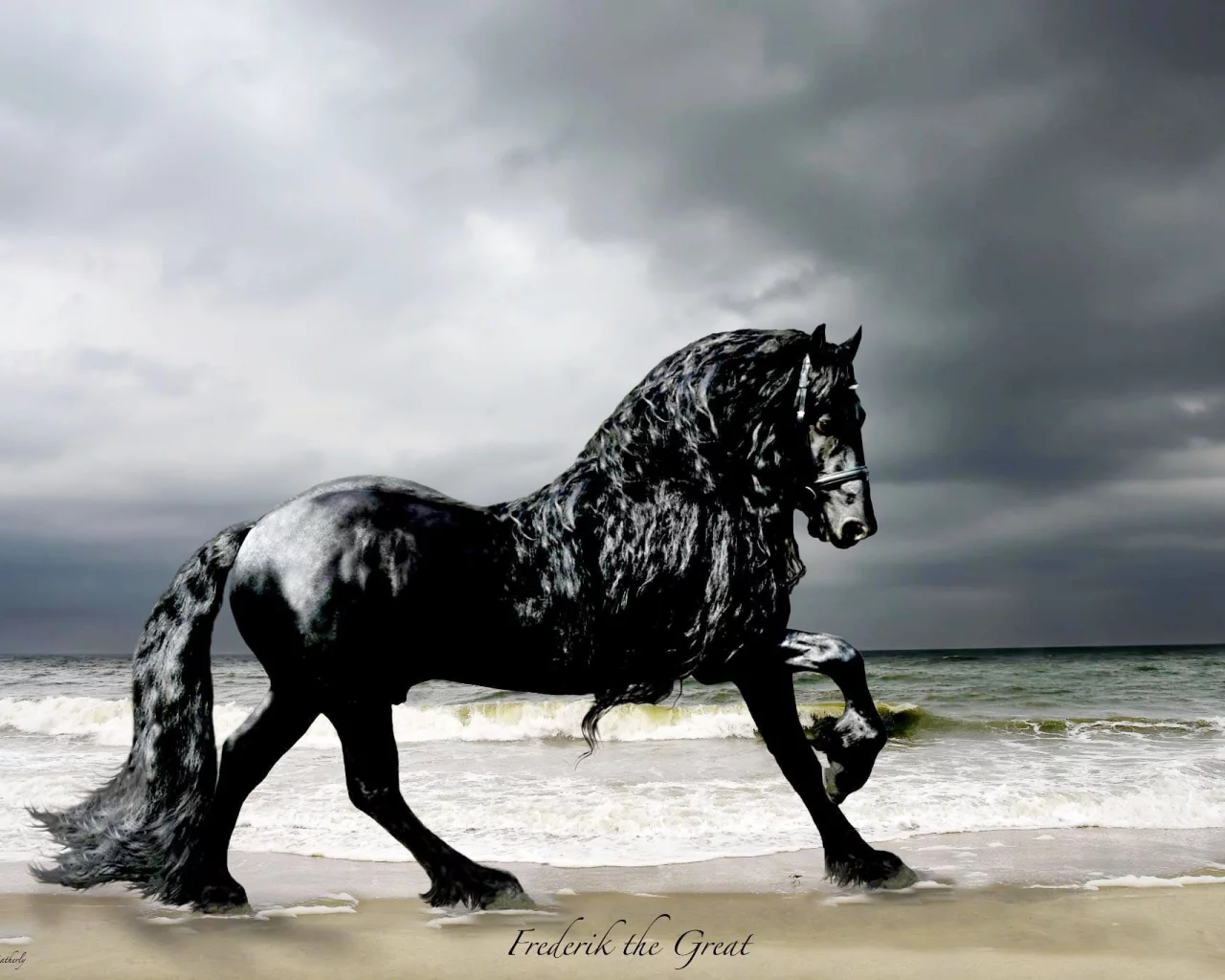 конь, жеребец, лошадь, пляж, берег, horse, stallion, horse, frederick, frederik, beach, sun, summer, see, front, black, sand, sun, summer, see, nice, wide