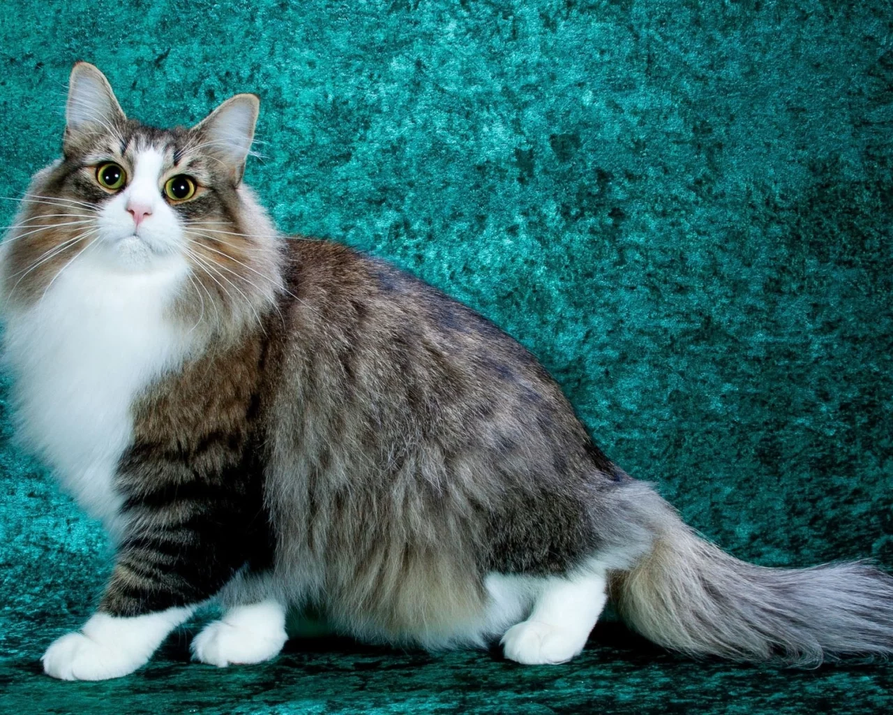 кот, киса