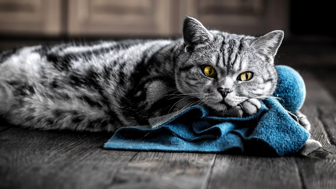 кот, киса