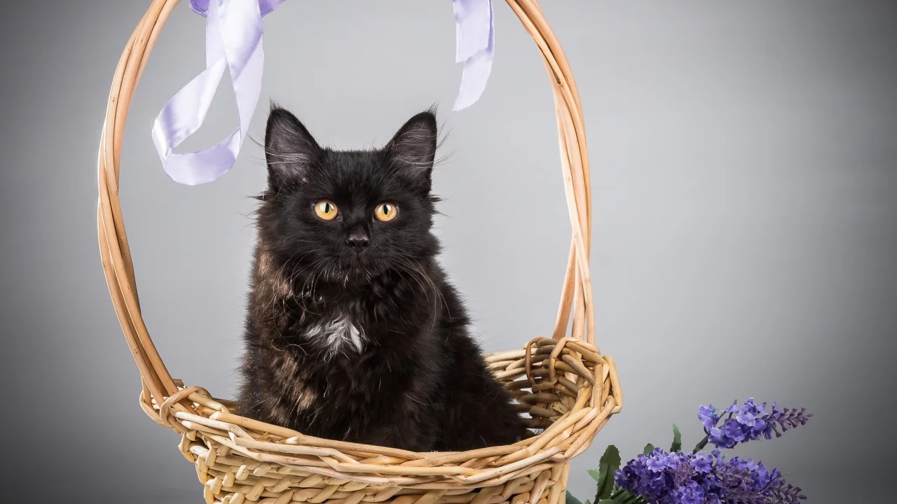 кот, киса