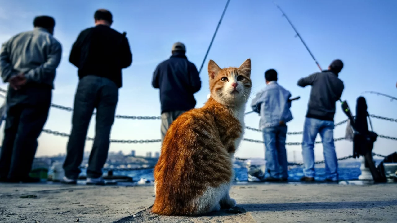 кот, киса