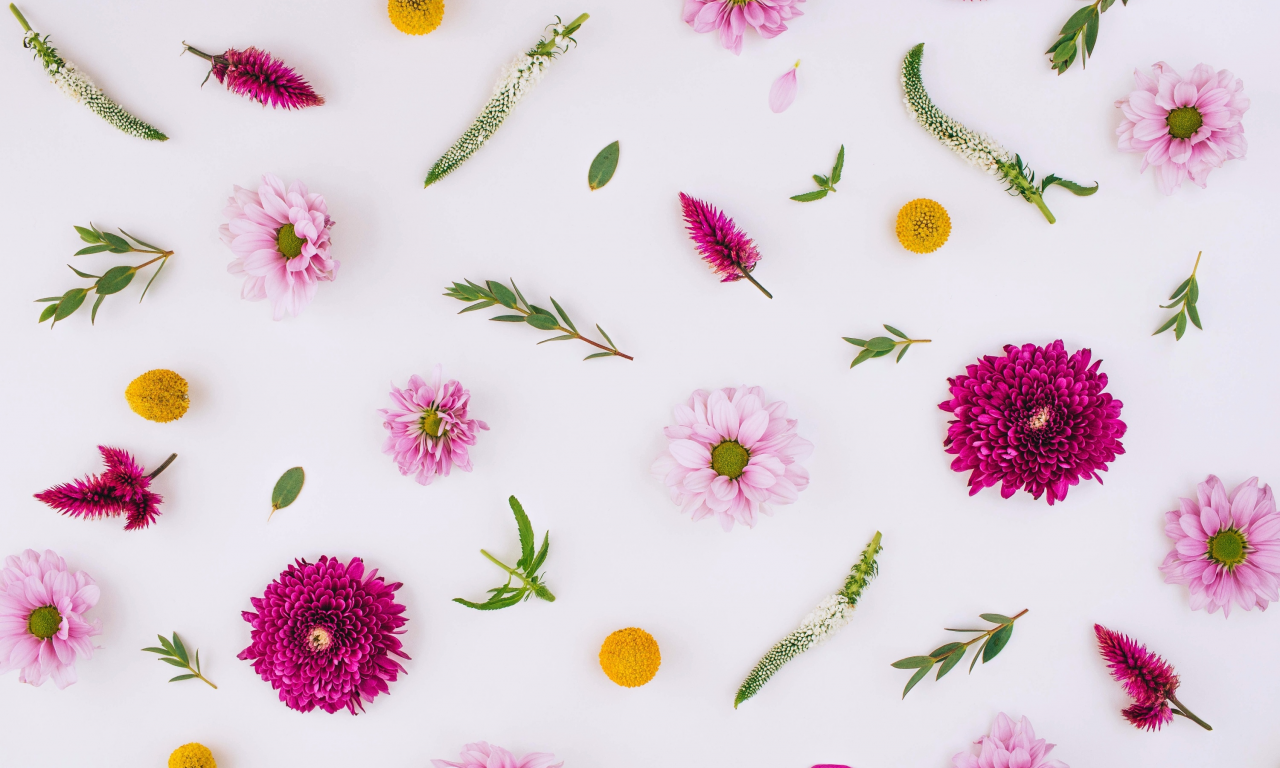 background, хризантемы, floral, pink, flowers, цветы