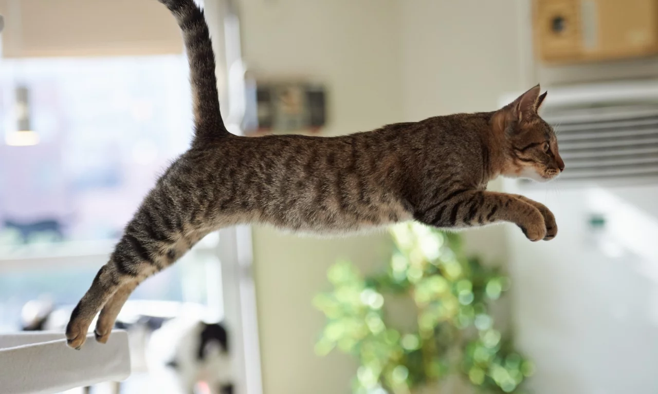 кот, прыжок