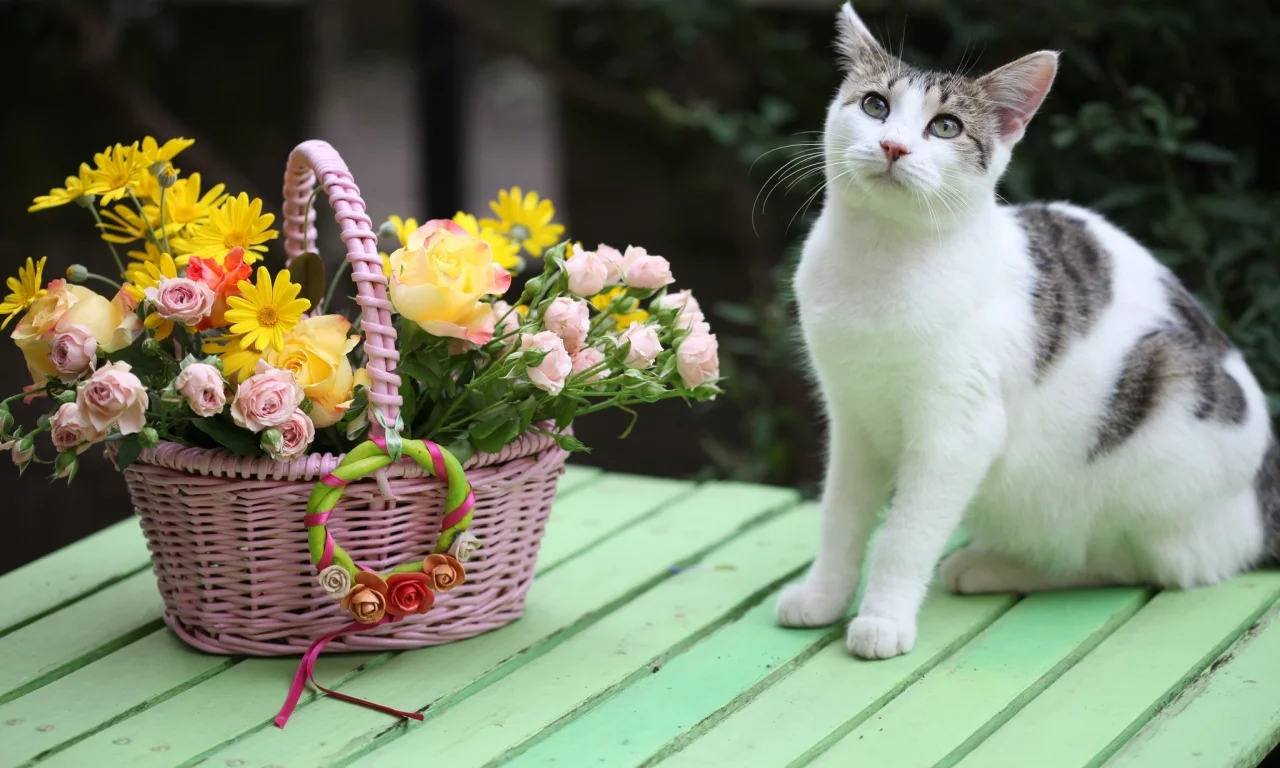 кот, киса