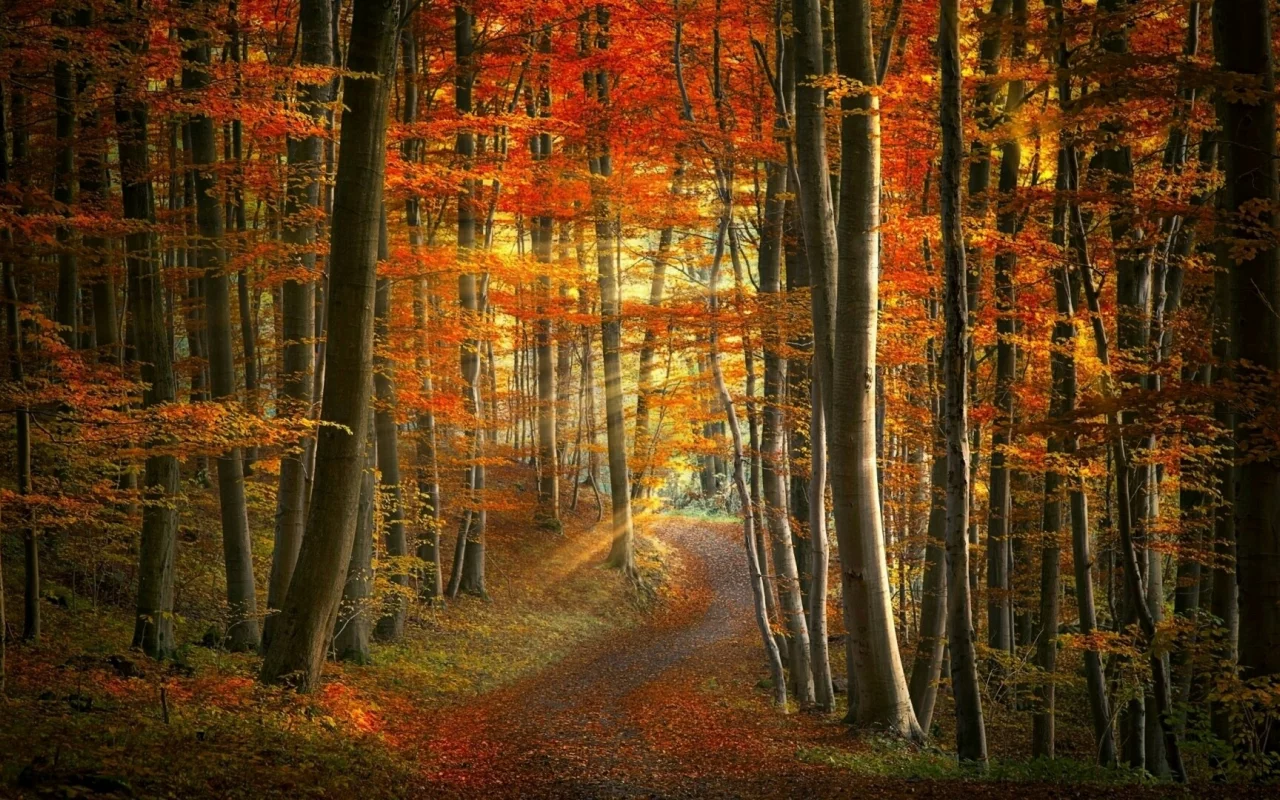 природа, осень