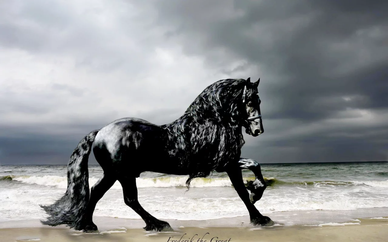 конь, жеребец, лошадь, пляж, берег, horse, stallion, horse, frederick, frederik, beach, sun, summer, see, front, black, sand, sun, summer, see, nice, wide