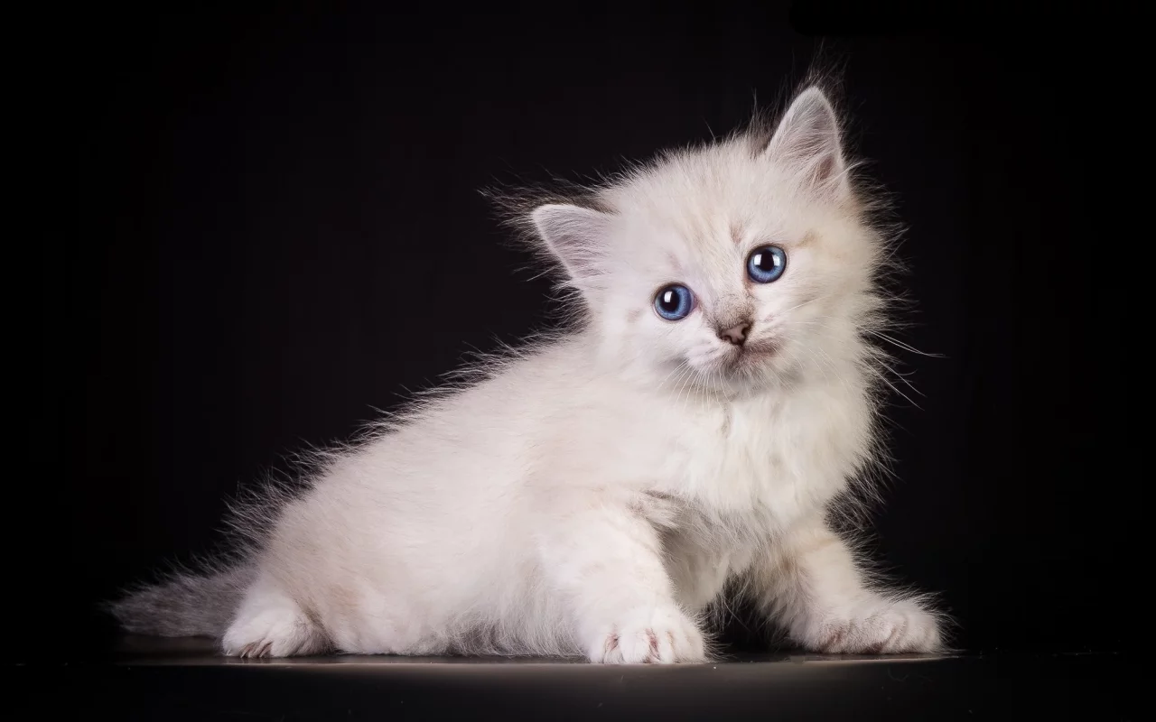 кот, киса