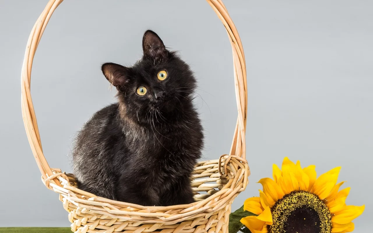 кот, киса