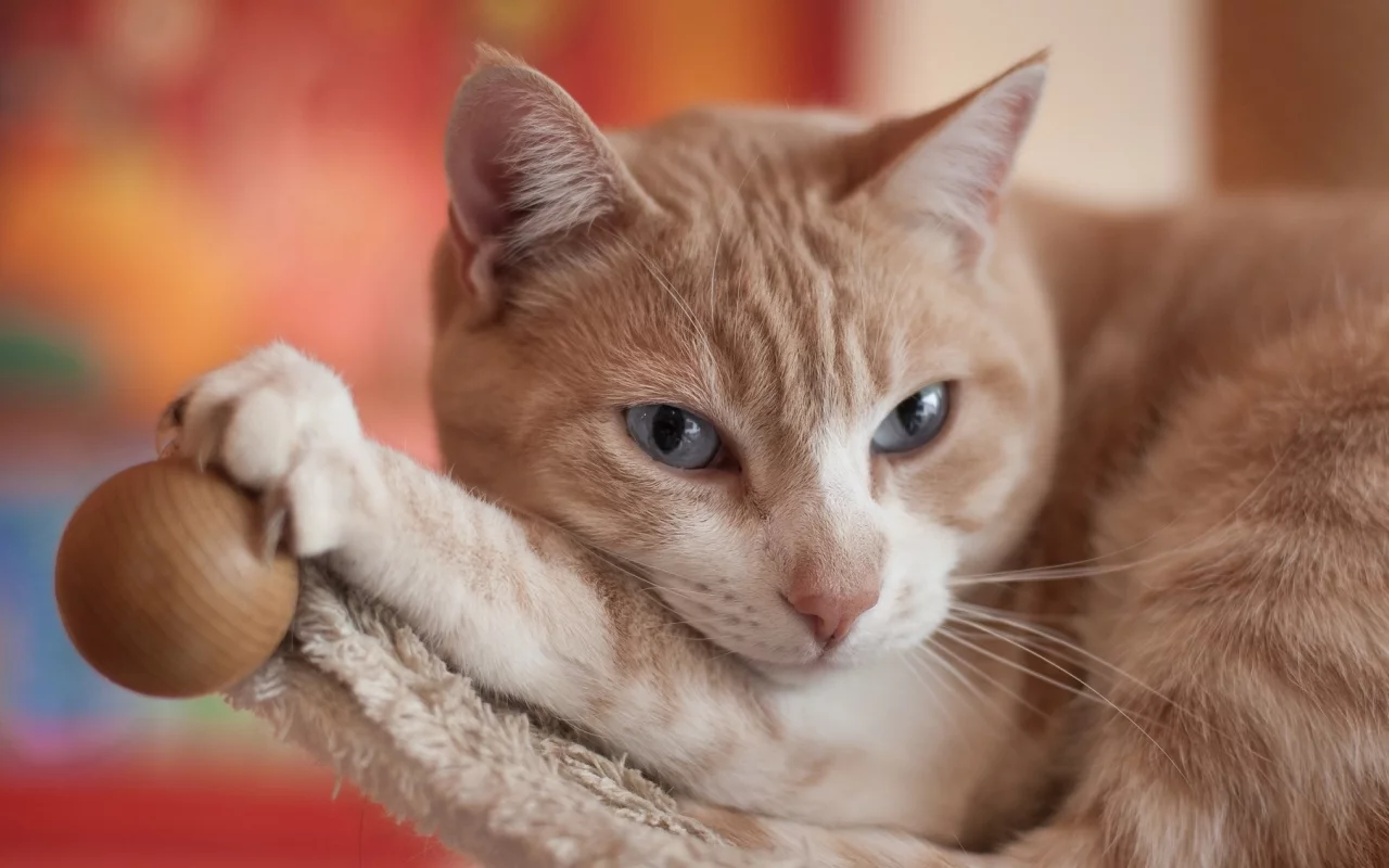 кот, киса