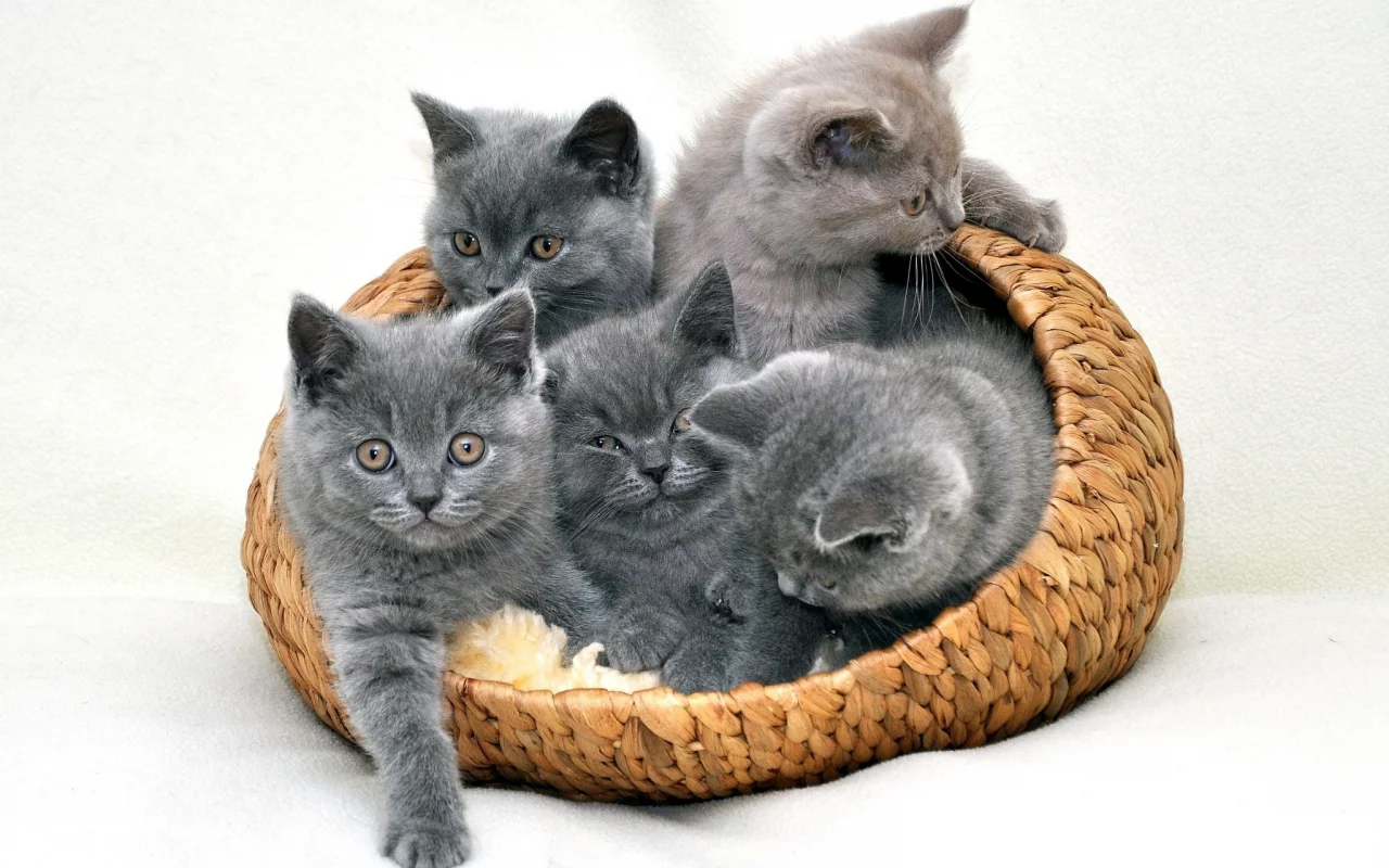 киса, кот