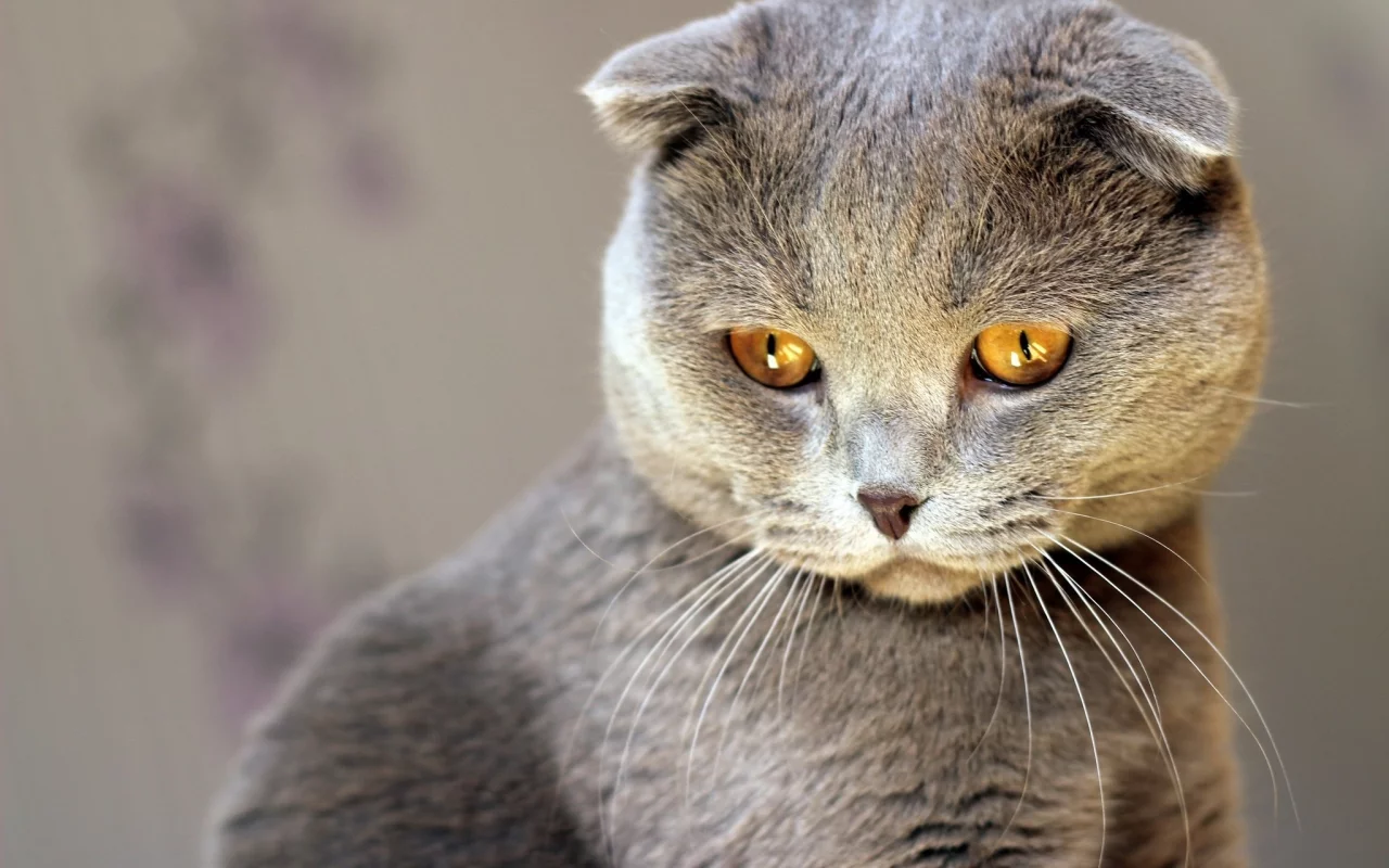 кот, киса