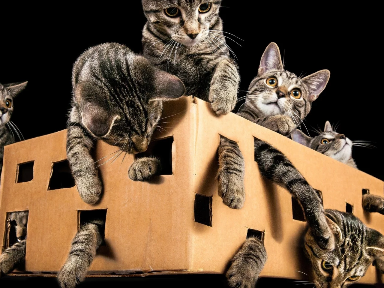 кот, киса