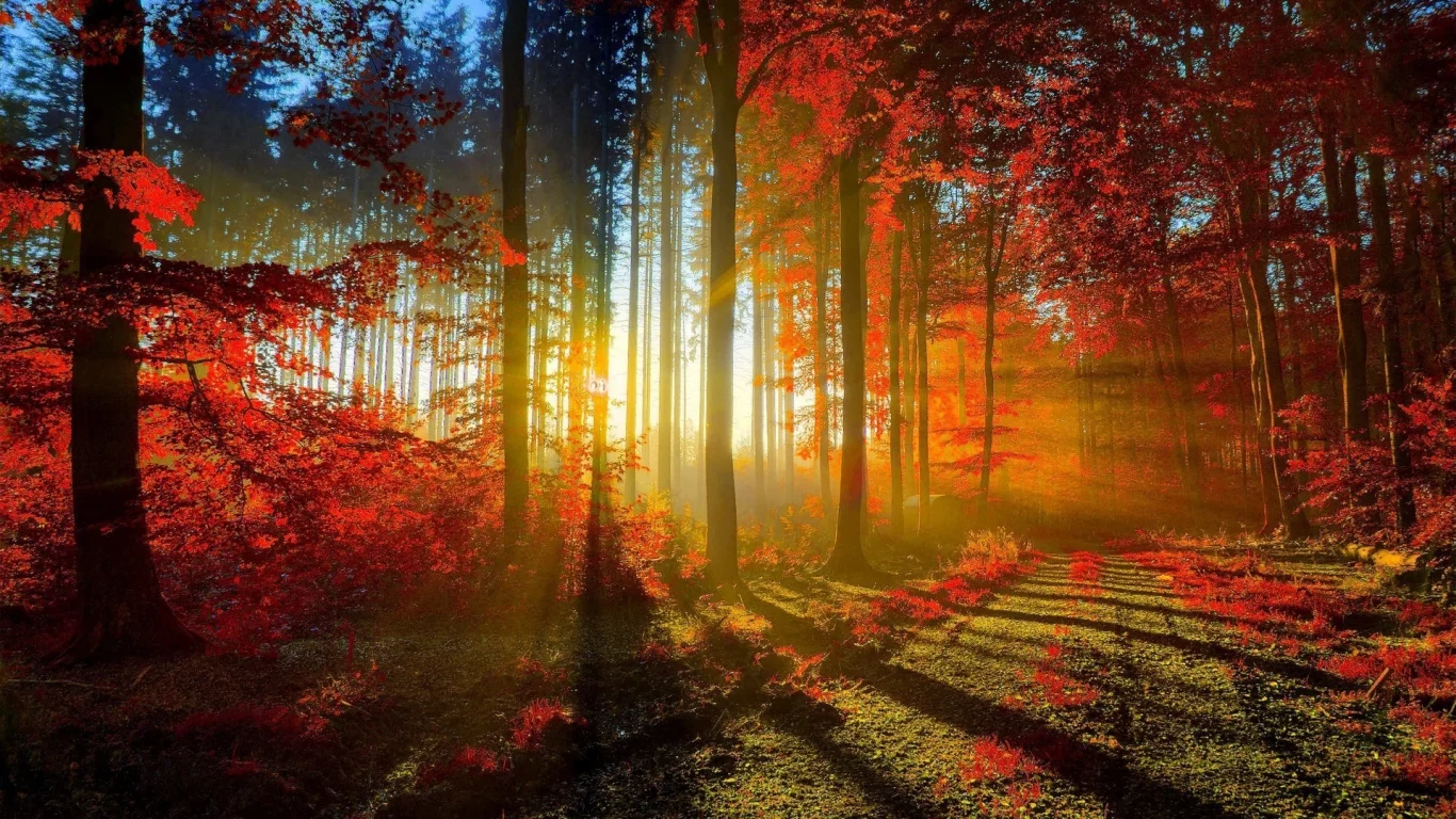 природа, осень