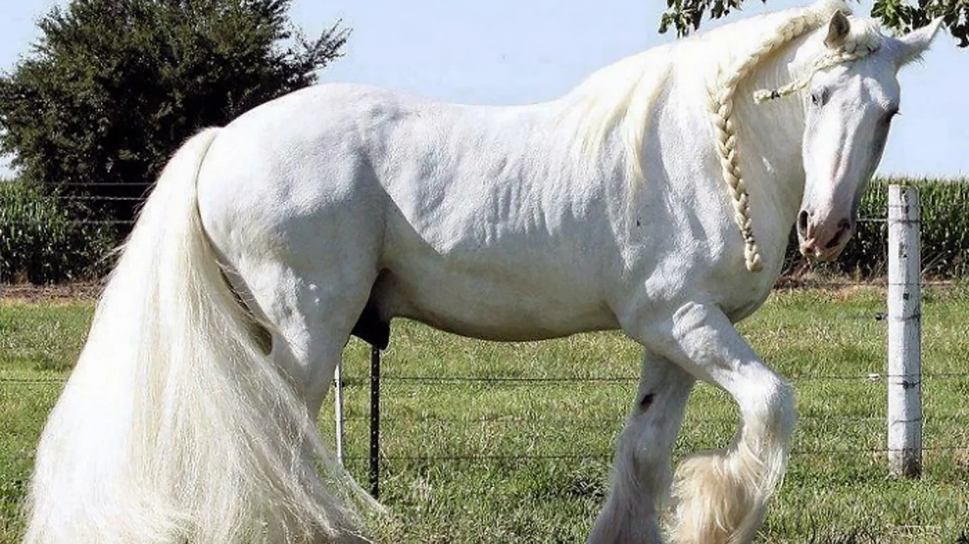 конь, белый, жеребец, лошадь, луг, horse, stallion, horse, field, white, meadow, sun, summer, see, front, white, flowers, grass, field, sun, summer, see, nice, wide