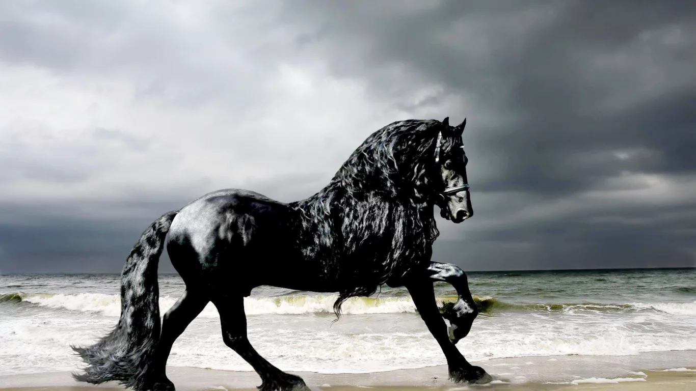 конь, жеребец, лошадь, пляж, берег, horse, stallion, horse, frederick, frederik, beach, sun, summer, see, front, black, sand, sun, summer, see, nice, wide
