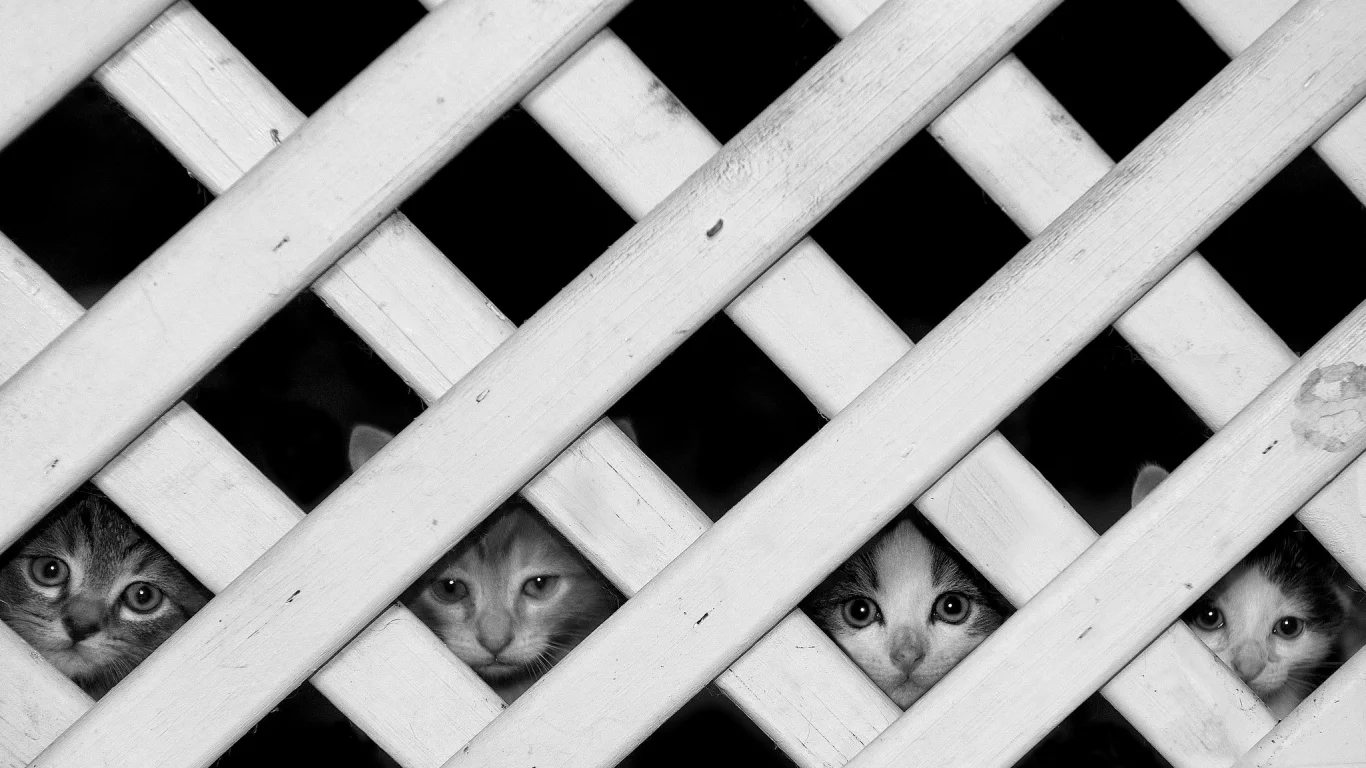 котята, забор