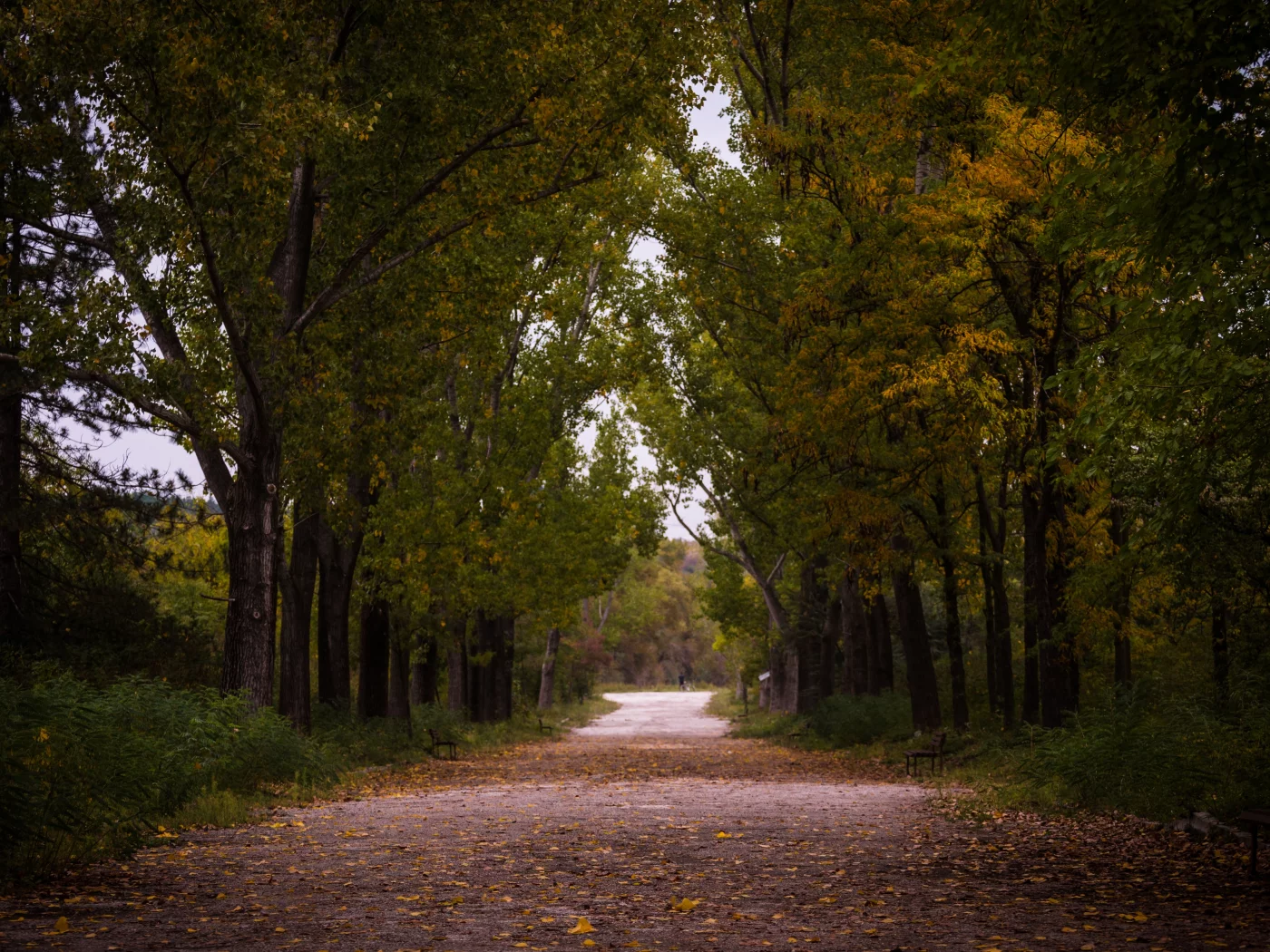 лес, осень, туман, forest, autumn, fog, trees, color, leaves, daylight, environment, fall, mist, moss, green, nature, landscapes, path, evening, see, dark, nice, wide